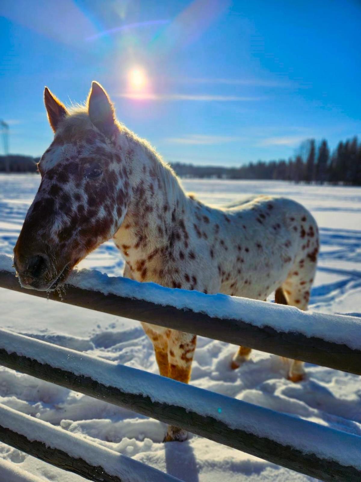 Woodhouse Cottages And Ranch Prince George Exteriér fotografie